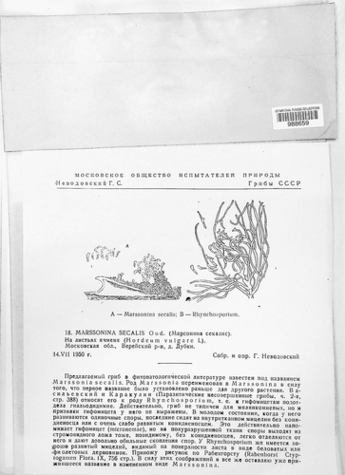 Rhynchosporium image